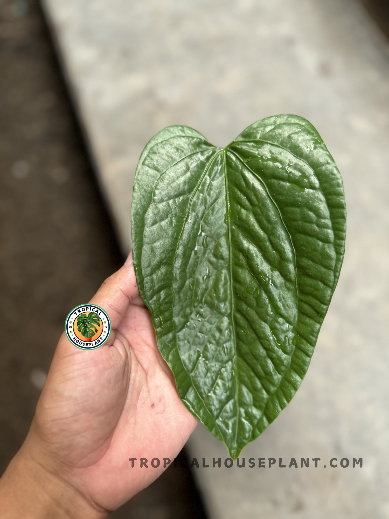 Overhead view of Anthurium Sp Limon in a hand, showcasing the full detail of the wrinkled, glossy, heart-shaped foliage.