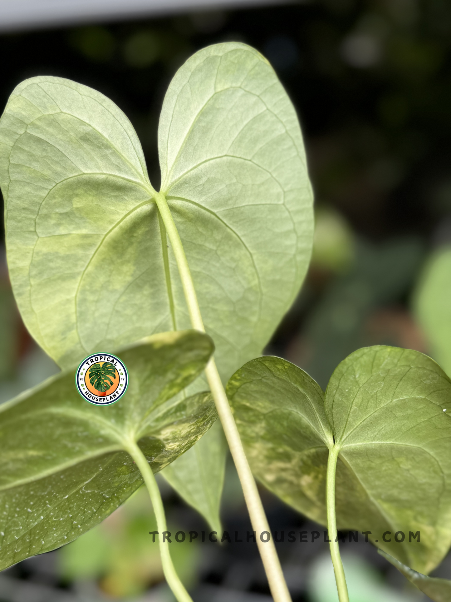 Back view of Anthurium Sweet Love Variegated’s leaf, highlighting the smooth texture and yellow variegation.