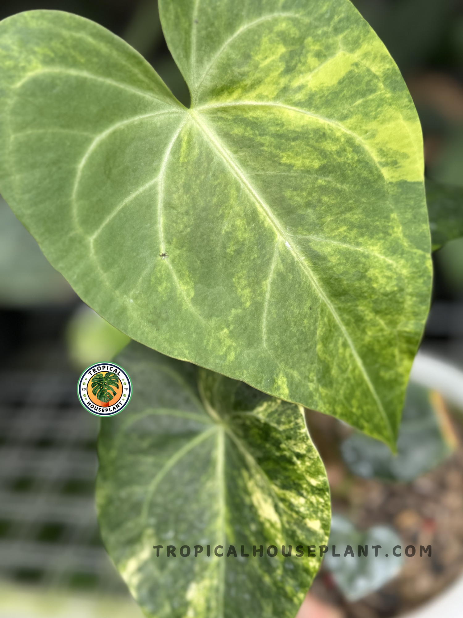 Close-up of Anthurium Sweet Love Variegated showcasing its yellow, green, and cream variegation on the leaves.