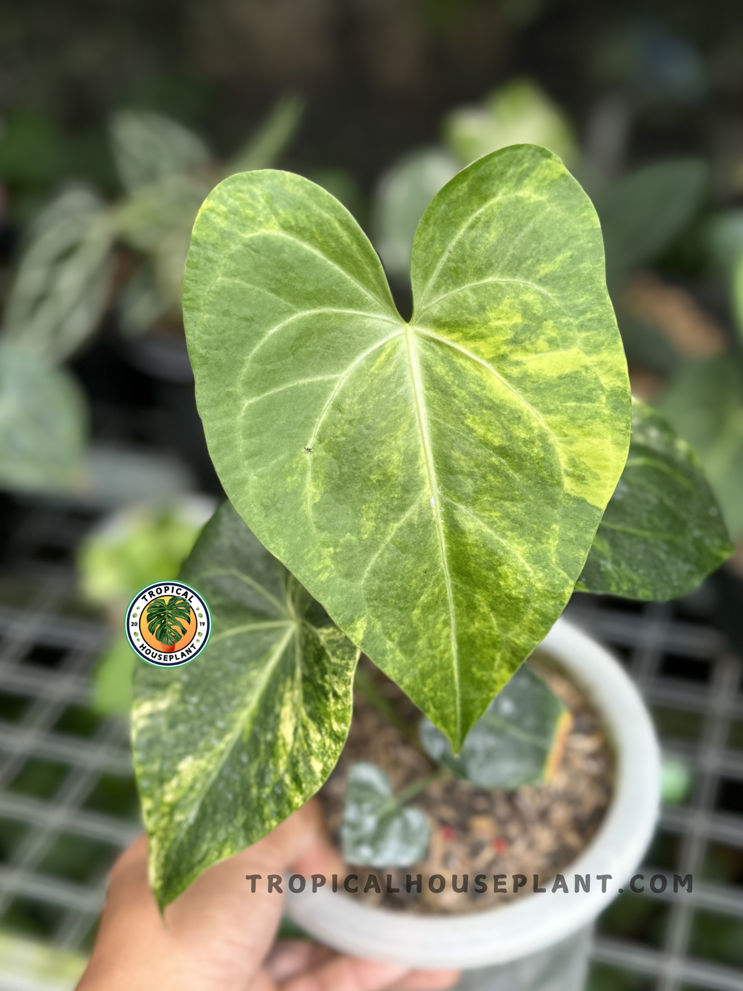 Anthurium Sweet Love Variegated with yellow, green, and cream variegated leaves in a decorative pot.