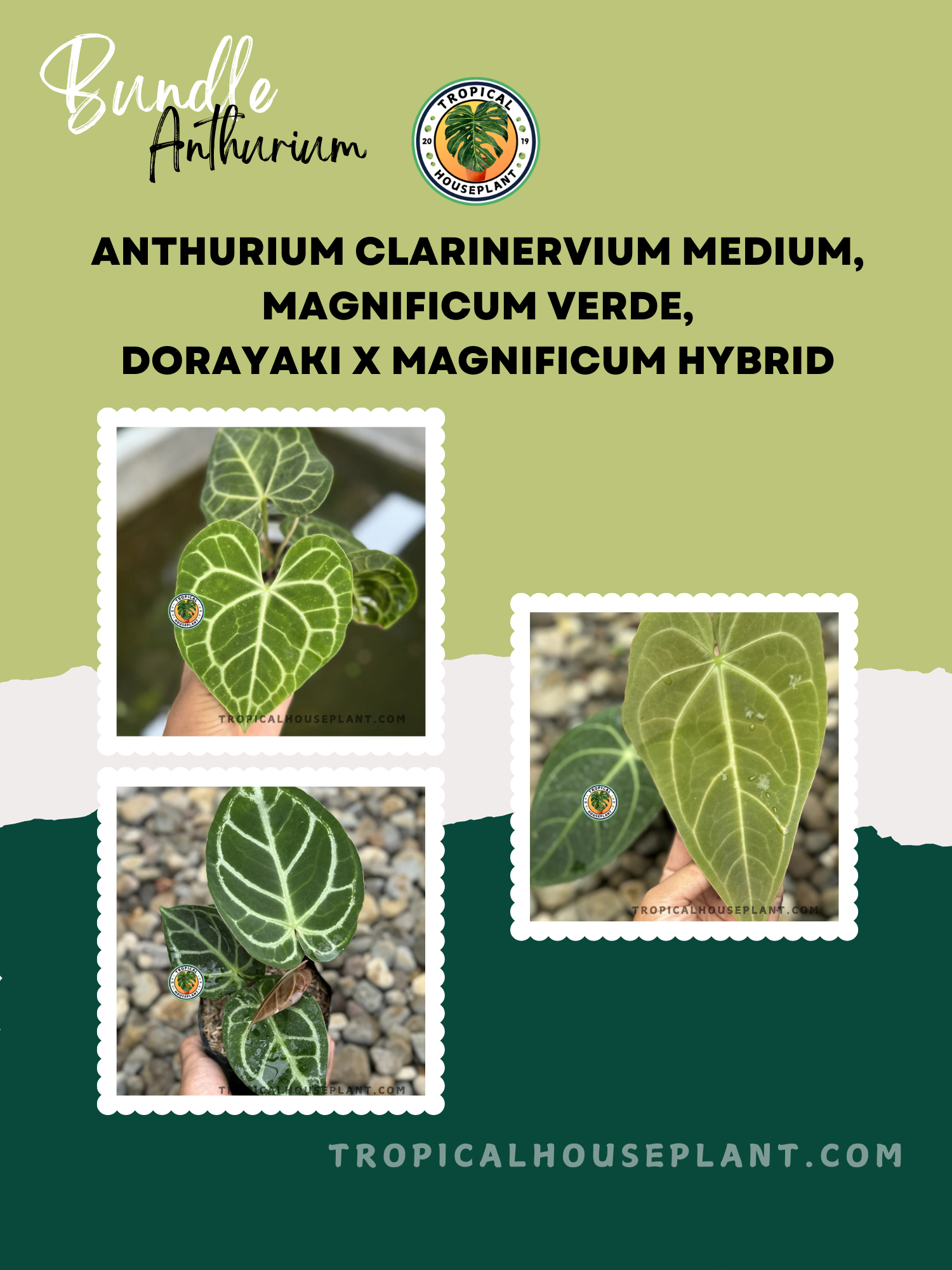 anthurium premium Exclusive Anthurium Bundle