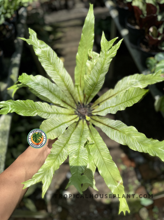 Top view of Asplenium Nidus Variegated showing symmetrical, radial leaf growth with striking pale-green variegation and slender lance-like fronds.