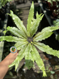 Top view of Asplenium Nidus Variegated showing symmetrical, radial leaf growth with striking pale-green variegation and slender lance-like fronds.