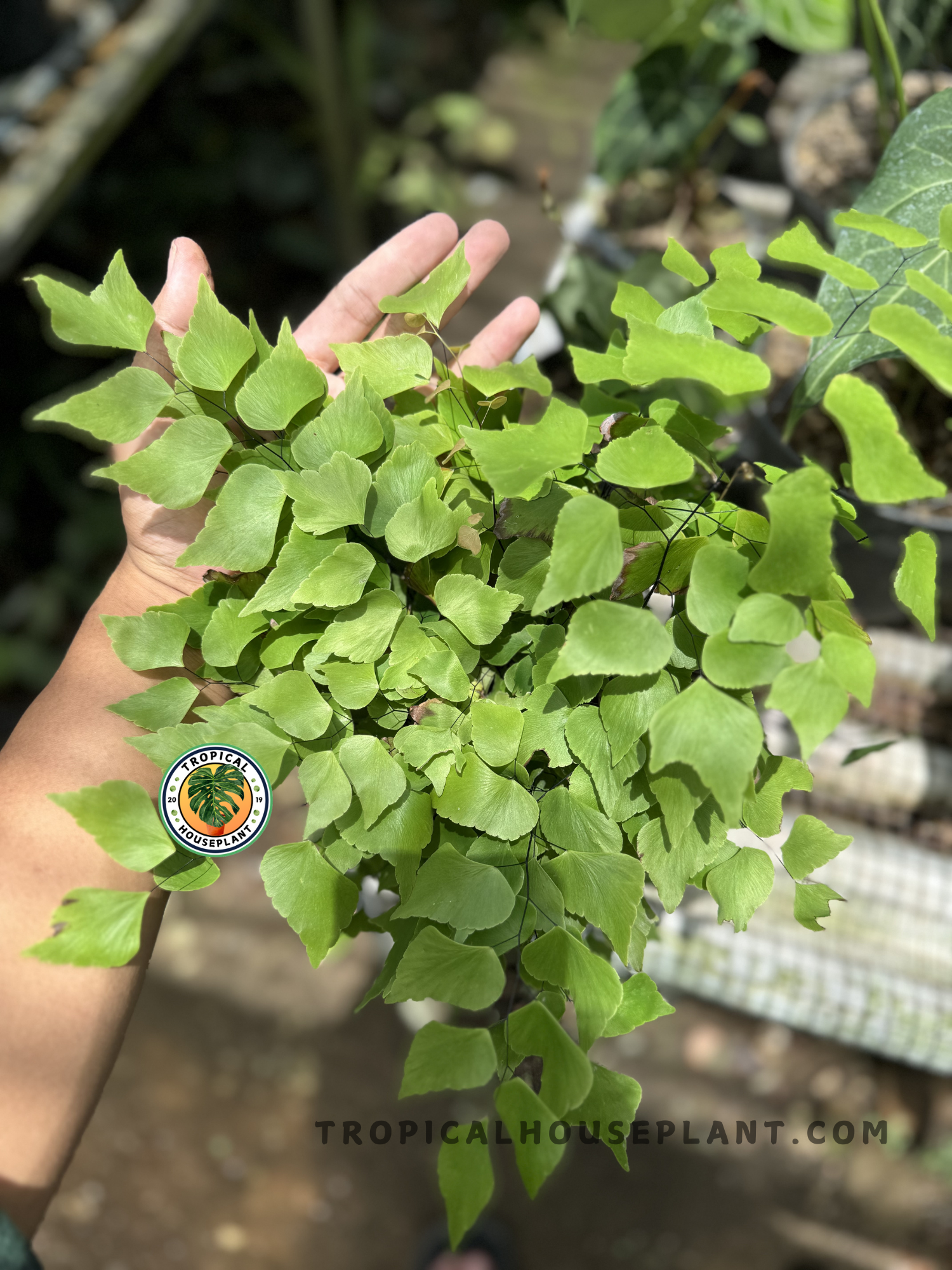 Hand supporting a full Asplenium Adiantum peruvianum plant, showcasing its airy texture and gentle flow of layered, symmetrical fronds.