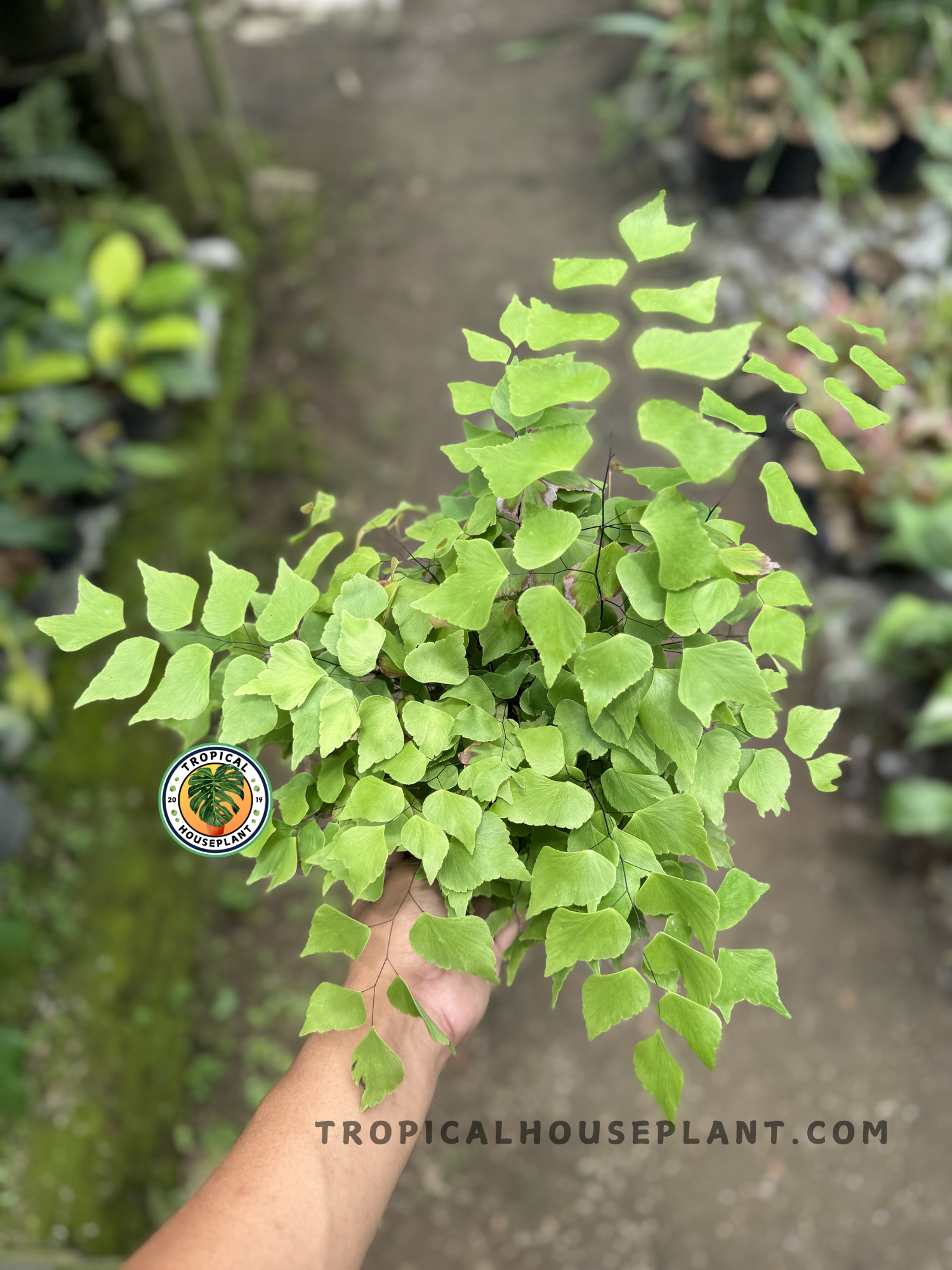 Full top-down view of a lush Asplenium Adiantum peruvianum fern, showing its light green, fan-shaped leaves cascading from black wiry stems.