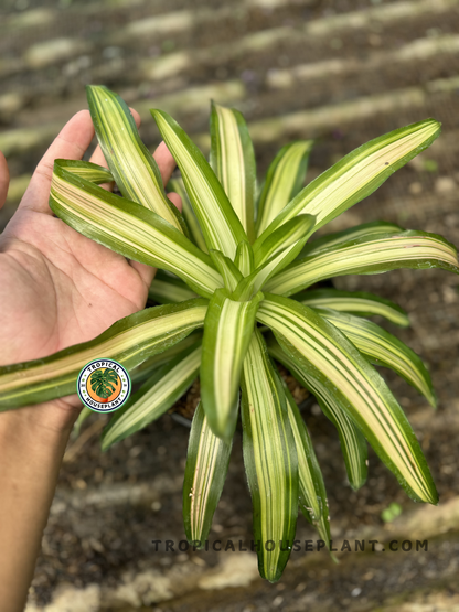 Bromelia Green White