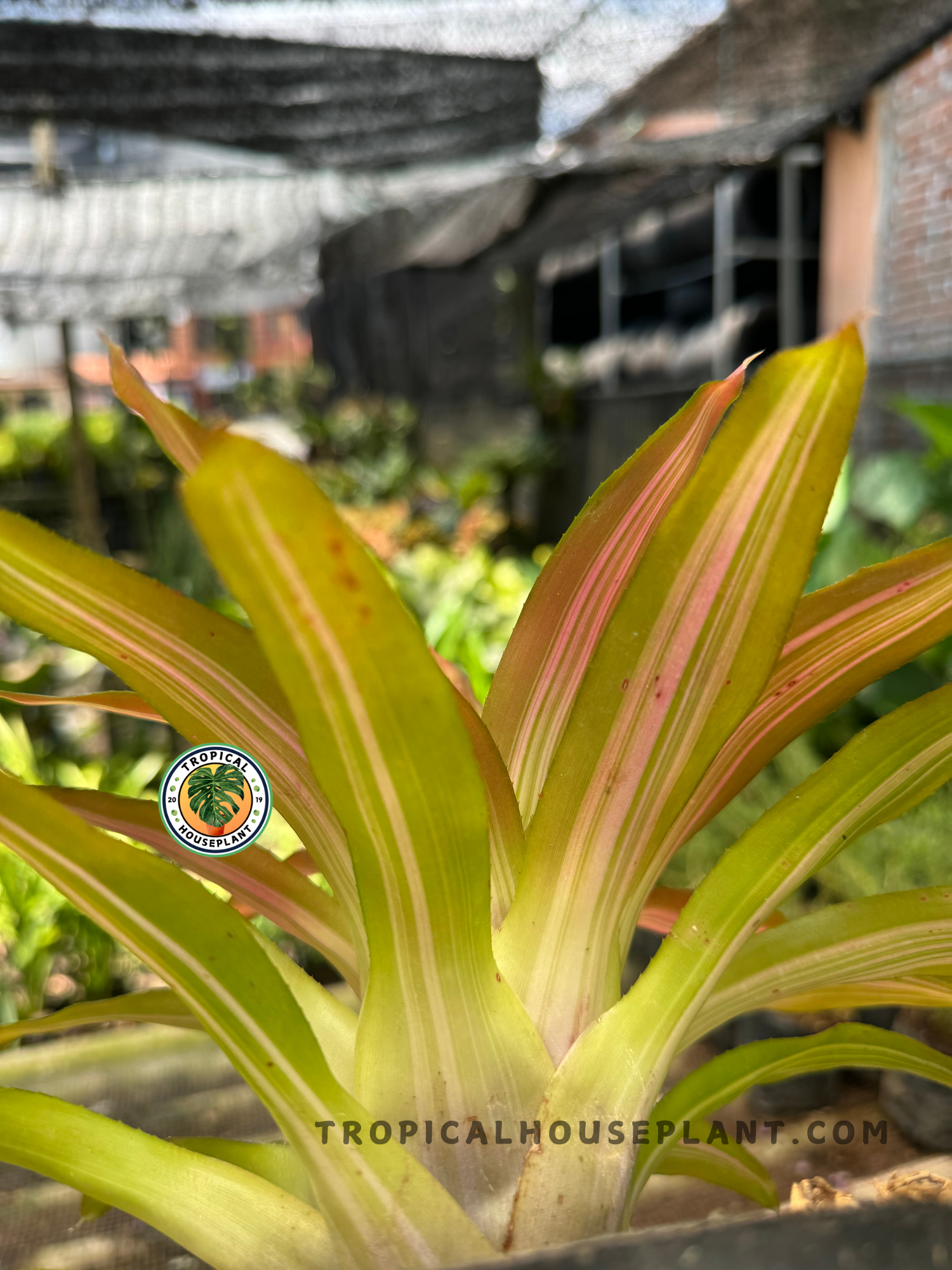Close-up of Bromelia Tricolor's thick, upright leaves with pink and green variegation in a shaded outdoor nursery.