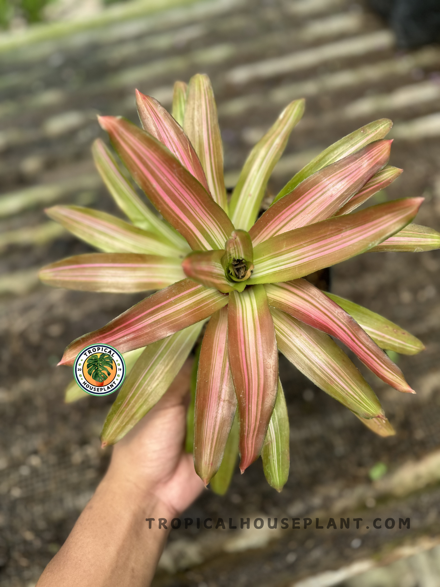 Top view of Bromelia Tricolor showcasing a full rosette of multicolored foliage held in one hand, surrounded by natural light.