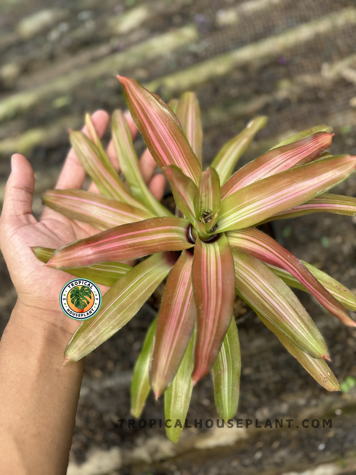 Hand holding Bromelia Tricolor from a slight angle, highlighting the layered leaves with red and green striping, photographed on a textured floor.