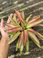 Hand holding Bromelia Tricolor from a slight angle, highlighting the layered leaves with red and green striping, photographed on a textured floor.