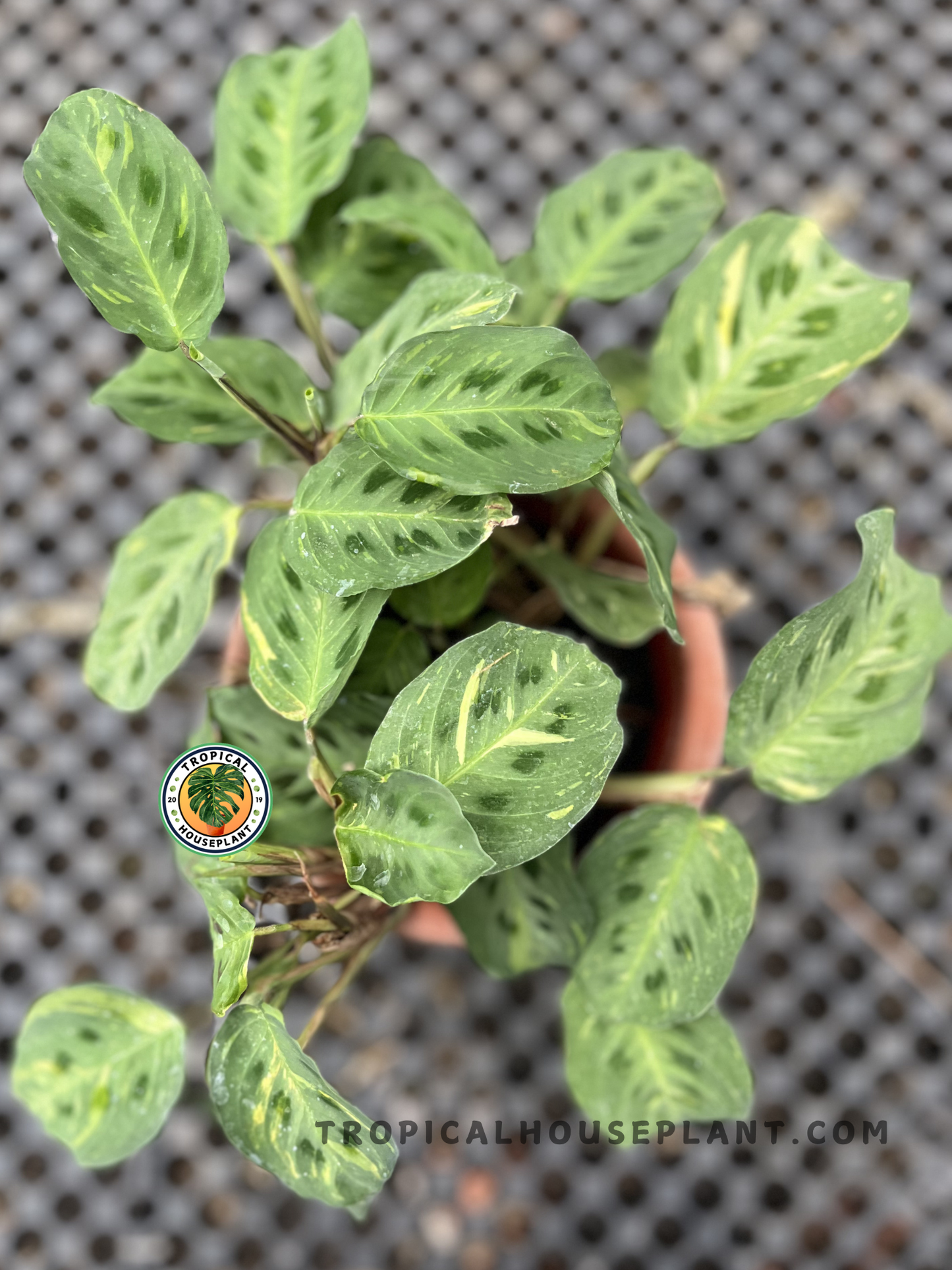 Calathea Levonero Maranta Leuconeura Variegated with oval leaves featuring cream, light green, and dark green variegation accented by vivid pink veins.