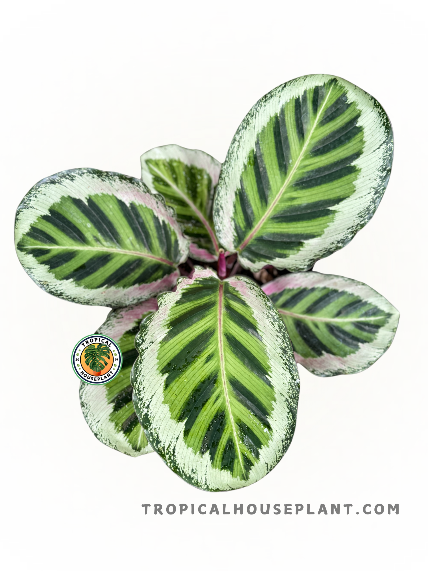 Calathea Angela plant with vibrant green patterned leaves