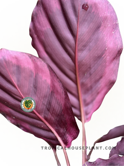 Potted Calathea Angela displayed indoors, highlighting its unique leaf design with visible back view.