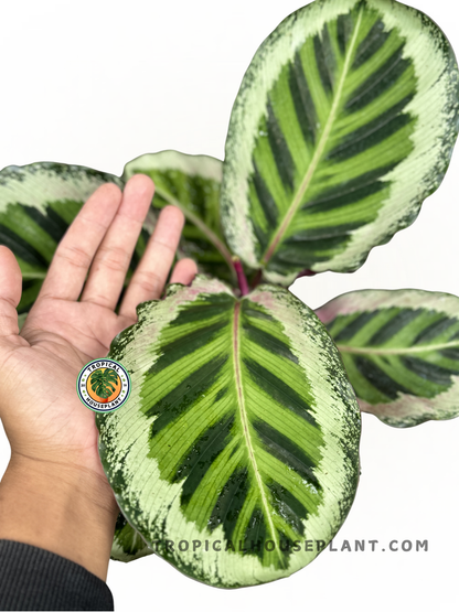 Close-up of Calathea Angela foliage, showcasing detailed patterns and contrasting leaf backs.