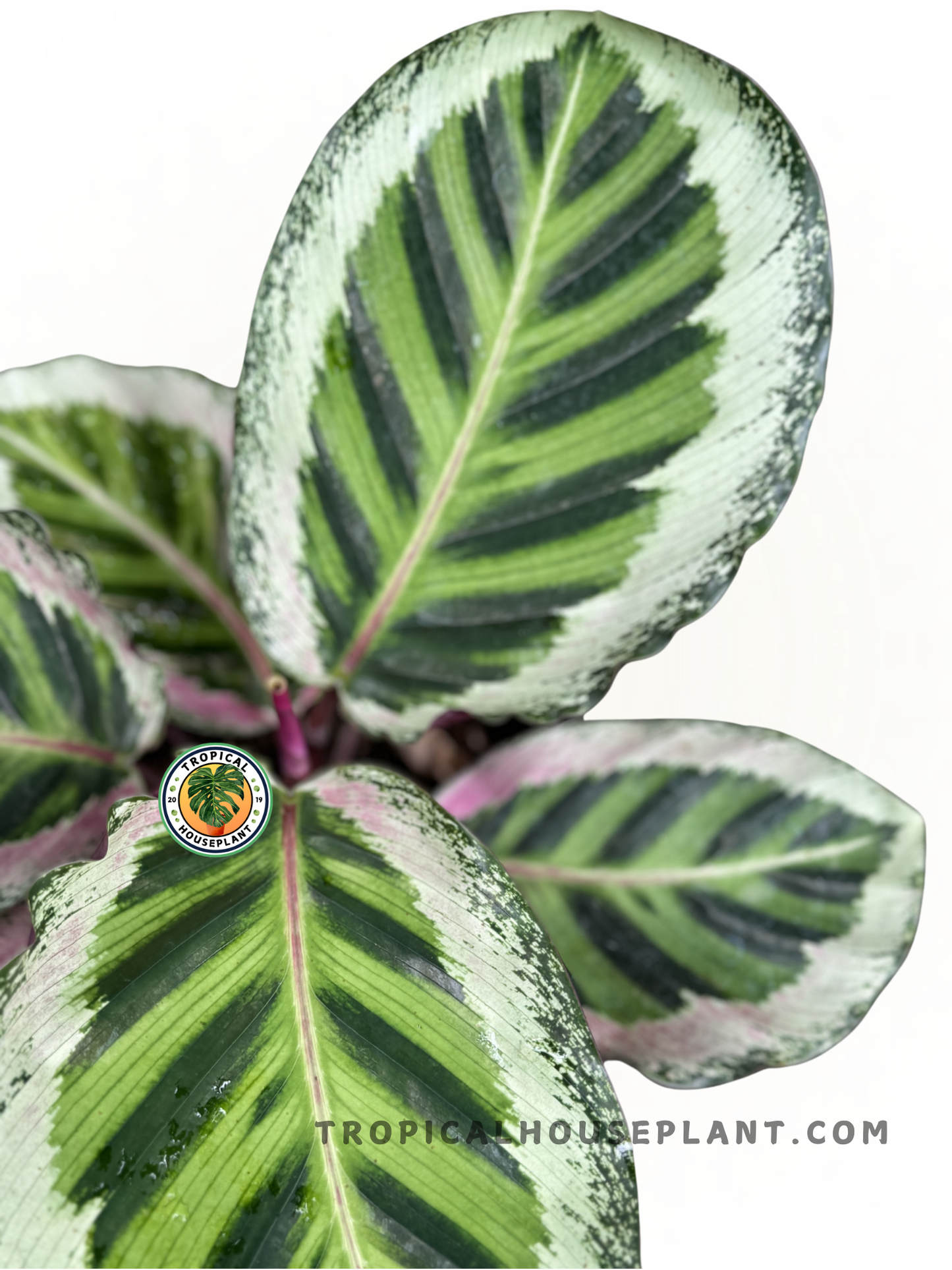 Calathea Angela leaves with intricate patterns on the front and deep contrasting shades on the back.