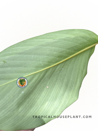 Back view of Calathea Bicajoux Gecko showcasing its vibrant green foliage and distinctive stripes.