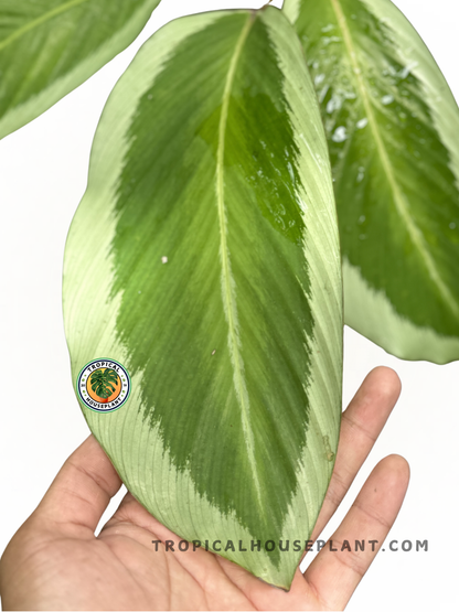 Close-up of Calathea Bicajoux Gecko foliage, highlighting its textured green and light green stripes.