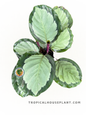 Calathea Corona leaves with vibrant green tones and delicate light green accents.