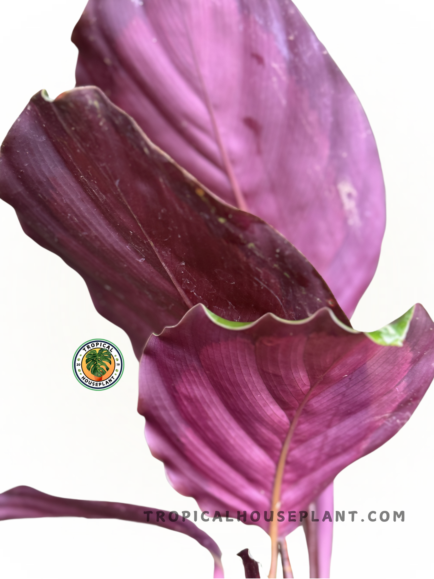 Potted Calathea Corona displayed indoors, highlighting its elegant tropical leaf design.