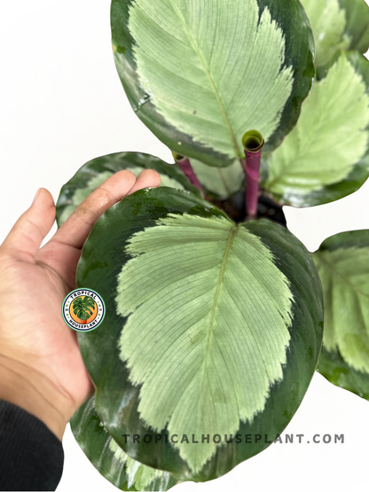 Close-up of Calathea Corona foliage showcasing its striking halo-like leaf pattern.