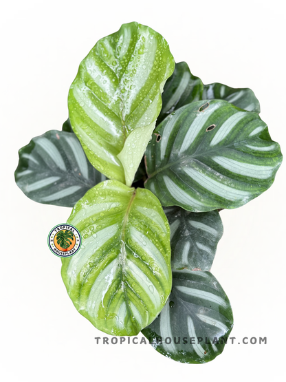 Calathea Fasciata Borrusica plant with bold, round green leaves and dark green bands.