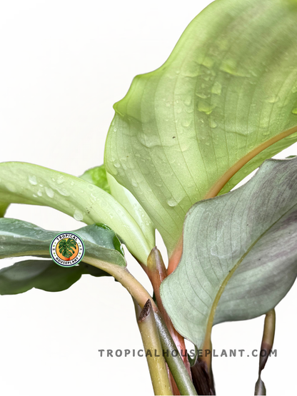 Potted Calathea Fasciata Borrusica displayed indoors with vibrant, rounded tropical leaves.