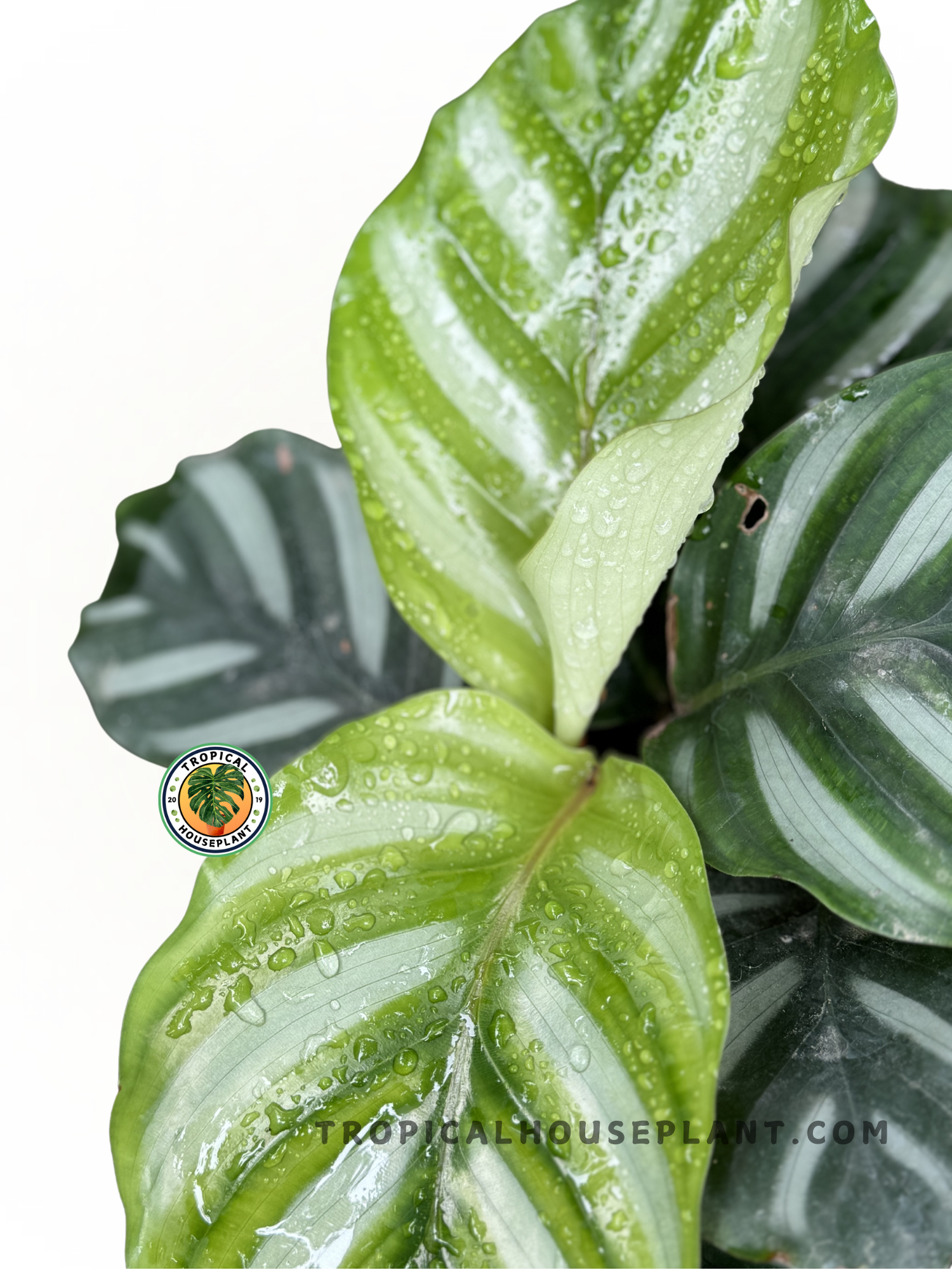 Close-up of Calathea Fasciata Borrusica foliage highlighting its patterned green leaves.