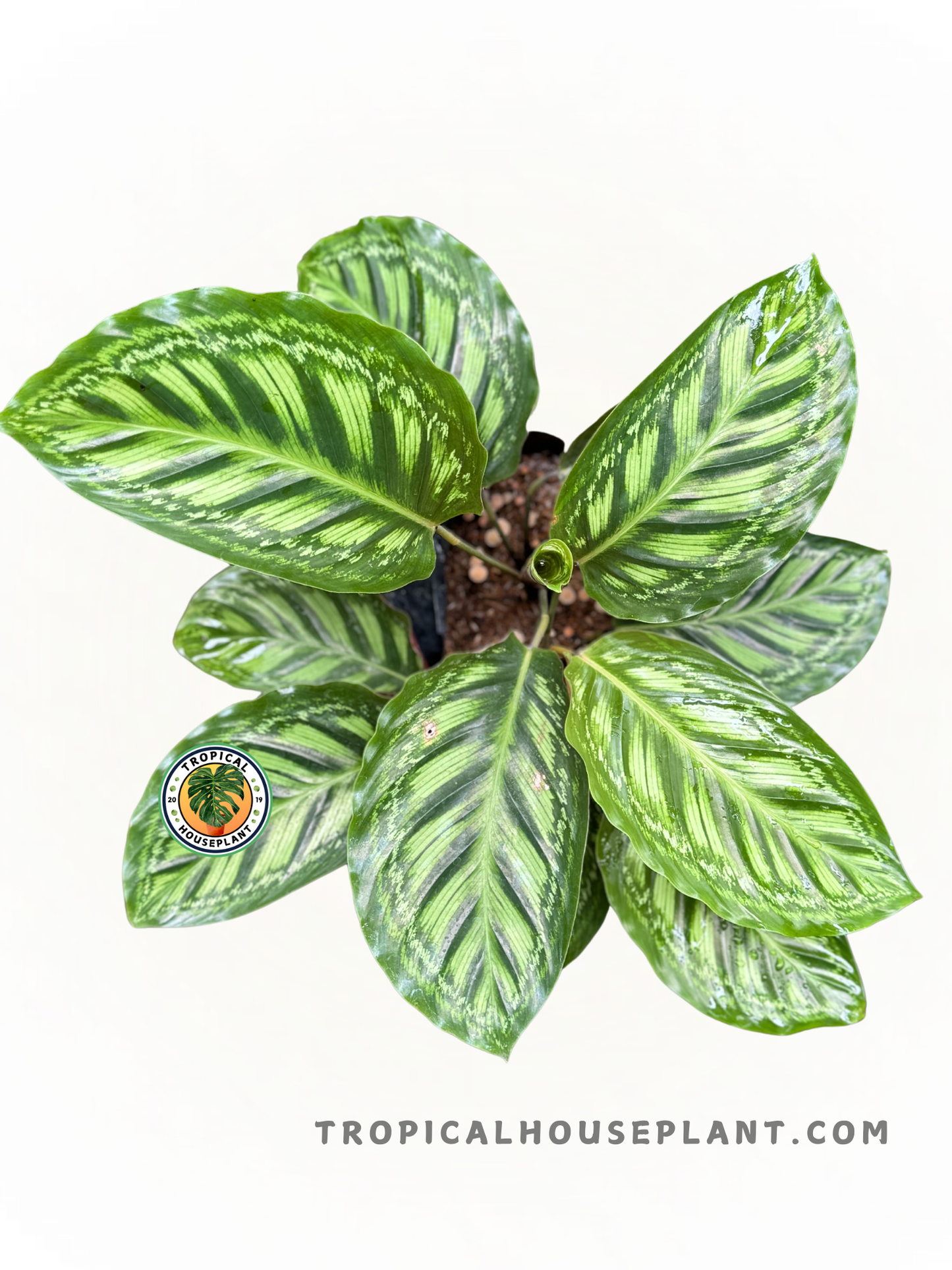 Calathea Flamestar leaves with vibrant green and cream streaks, perfect for modern decor.