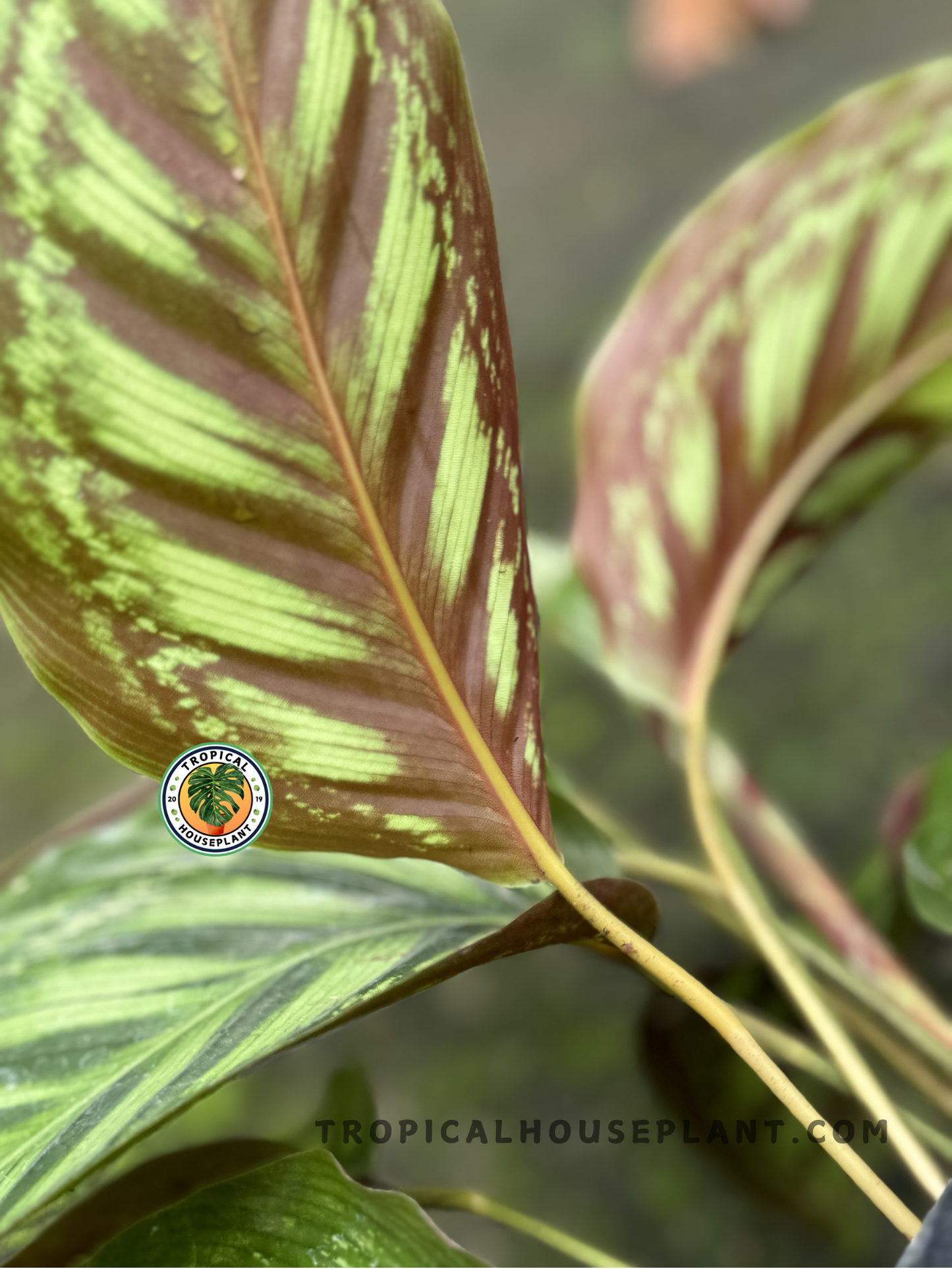 Close-up of Calathea Flamestar foliage showcasing bold flame-like patterns.