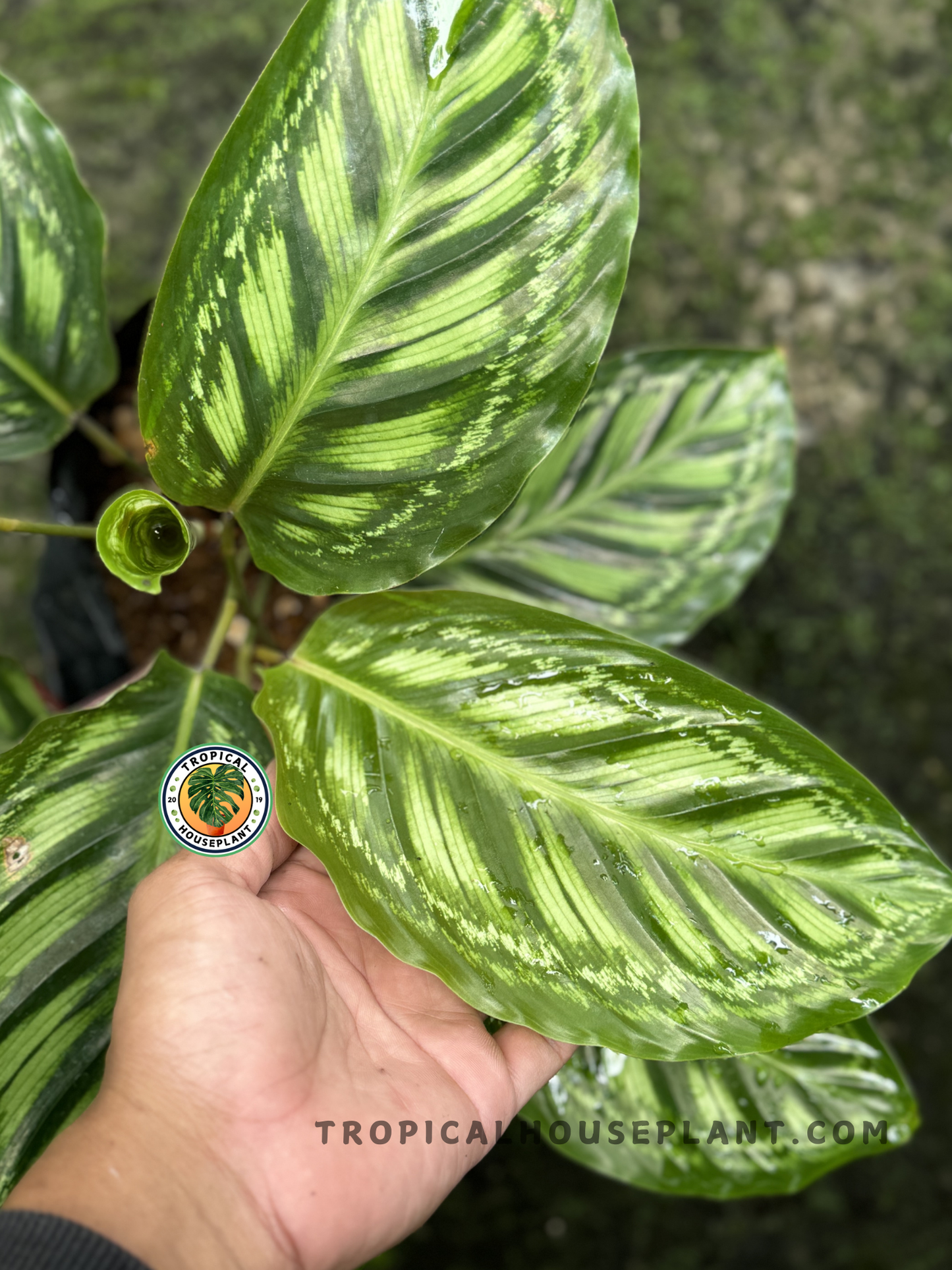 Potted Calathea Flamestar displayed indoors, highlighting its striking tropical design.