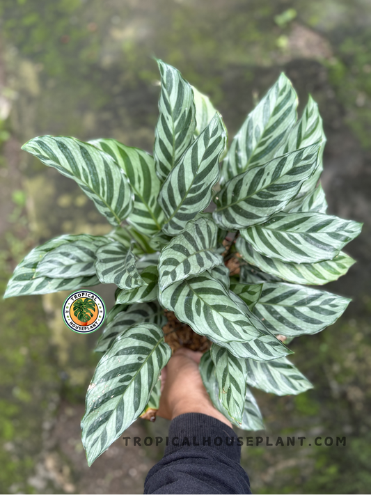 Calathea Freddie leaves with delicate, dark green stripes on light green foliage.