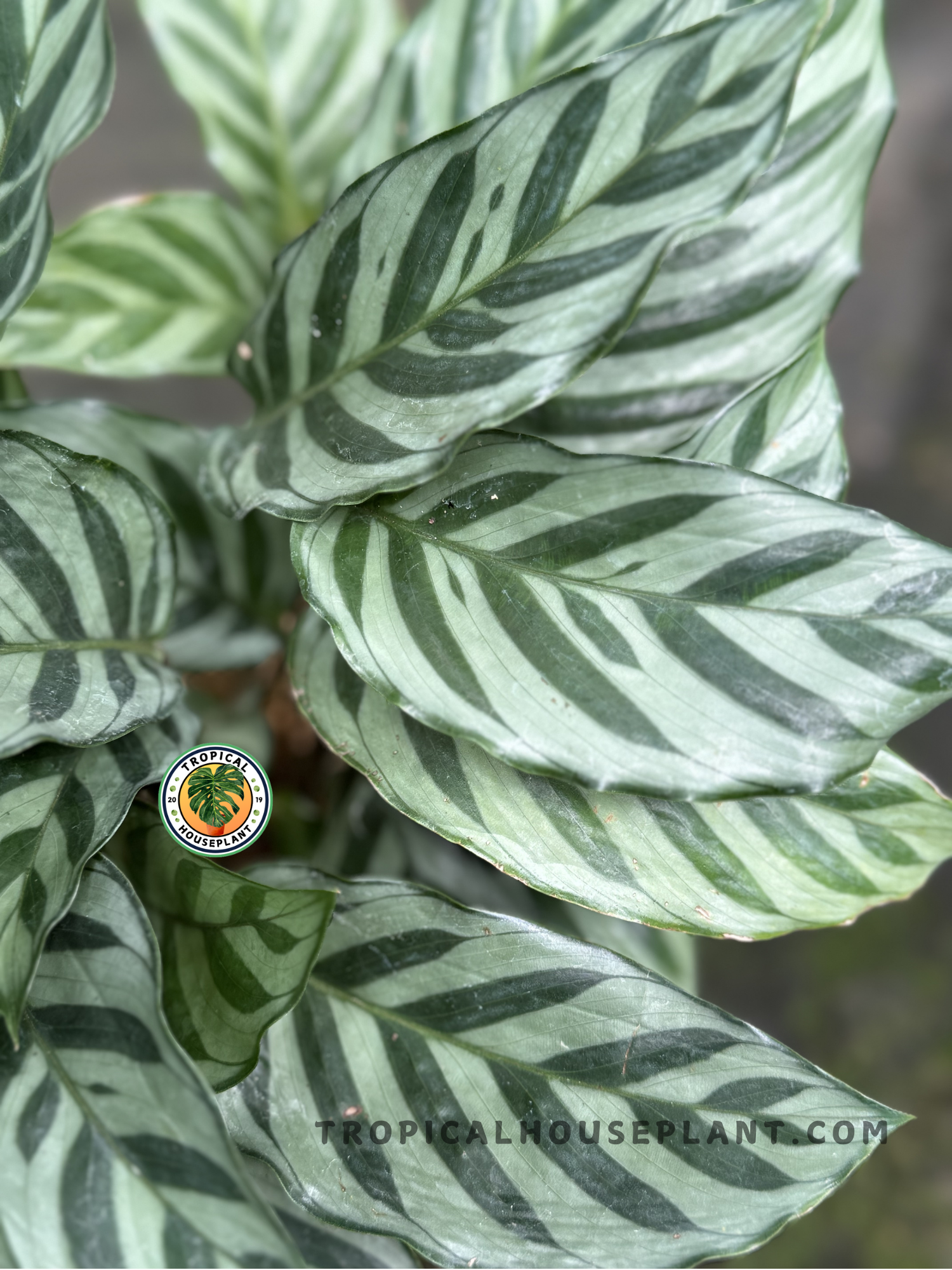 Calathea Freddie plant with elongated green leaves and dark green stripes.