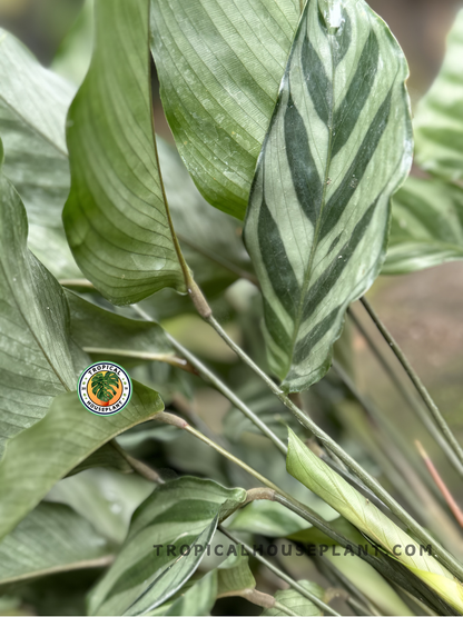 Close-up of Calathea Freddie foliage showcasing its soft, wavy green patterns.