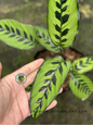 Calathea Leopardina leaves with vibrant green tones and intricate leopard-spot patterns.