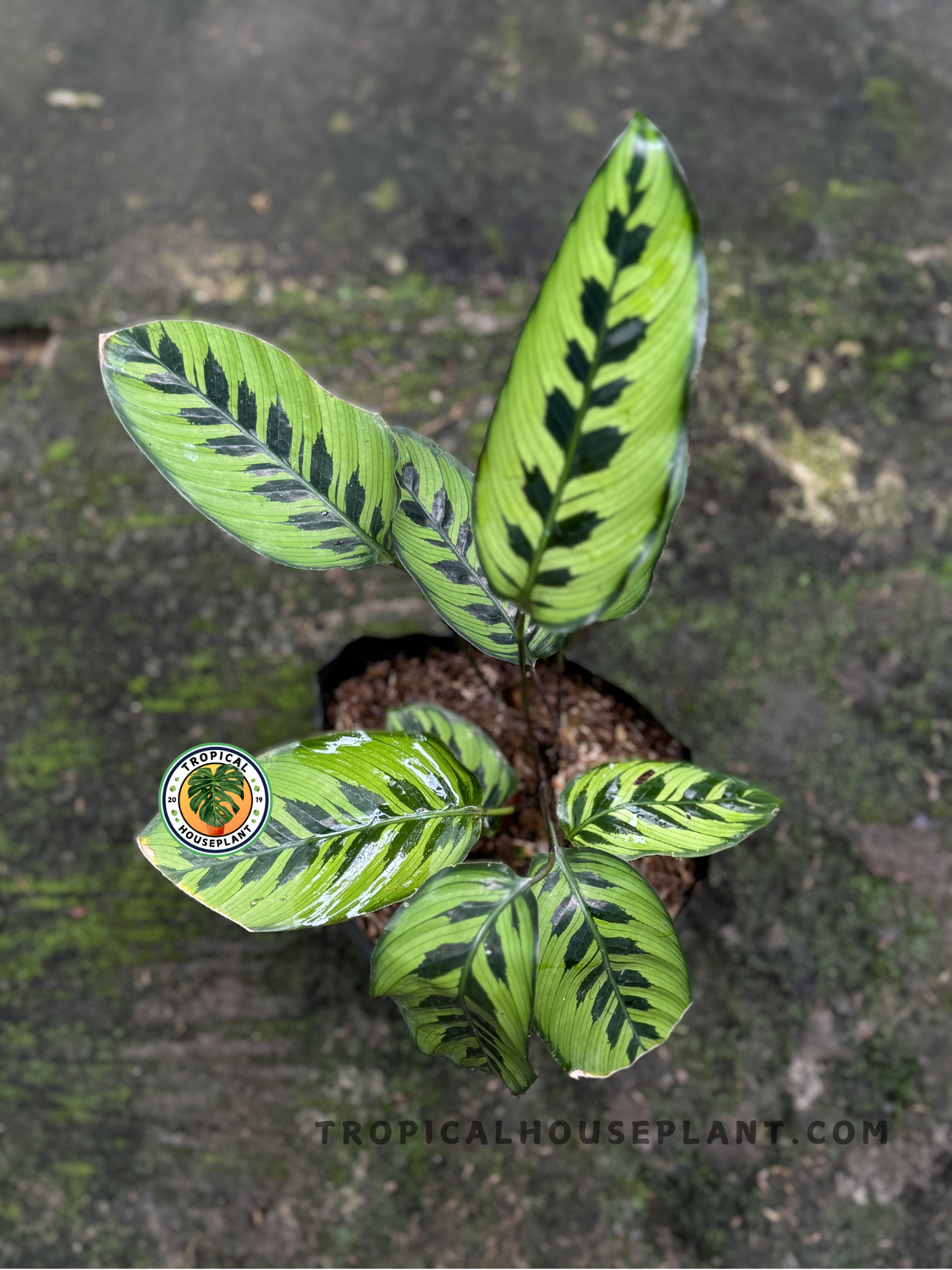 Close-up of Calathea Leopardina foliage showcasing its unique spotted green design.