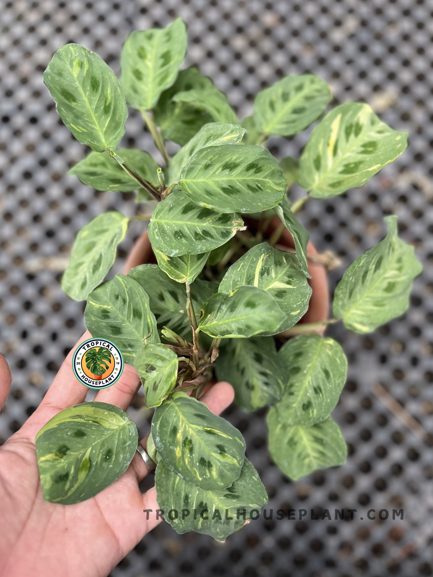 Healthy Calathea Levonero Maranta Leuconeura Variegated showcasing striking cream and green variegated leaves with colorful pink venation, perfect for indoor tropical plant collections.