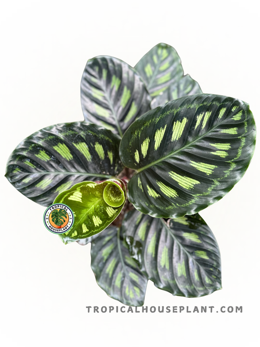 Calathea Libbyana leaves with unique green patterns and a velvety appearance.