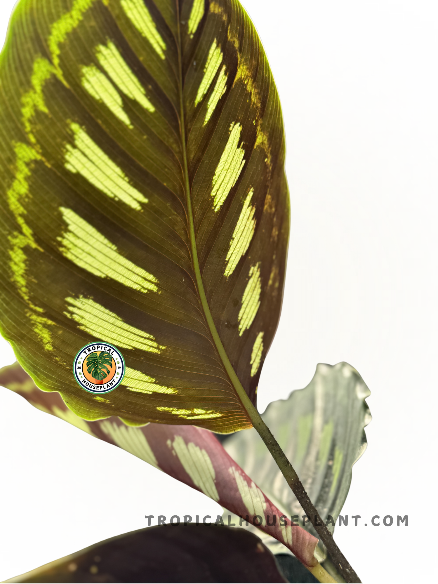 Calathea Libbyana plant with broad, green lance-shaped leaves and intricate patterns.