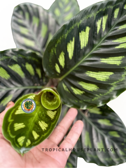 Close-up of Calathea Libbyana foliage showcasing its vibrant and textured green design.