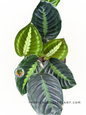 Calathea Lindeniana leaves with light green and silvery-white accents in a stunning design.