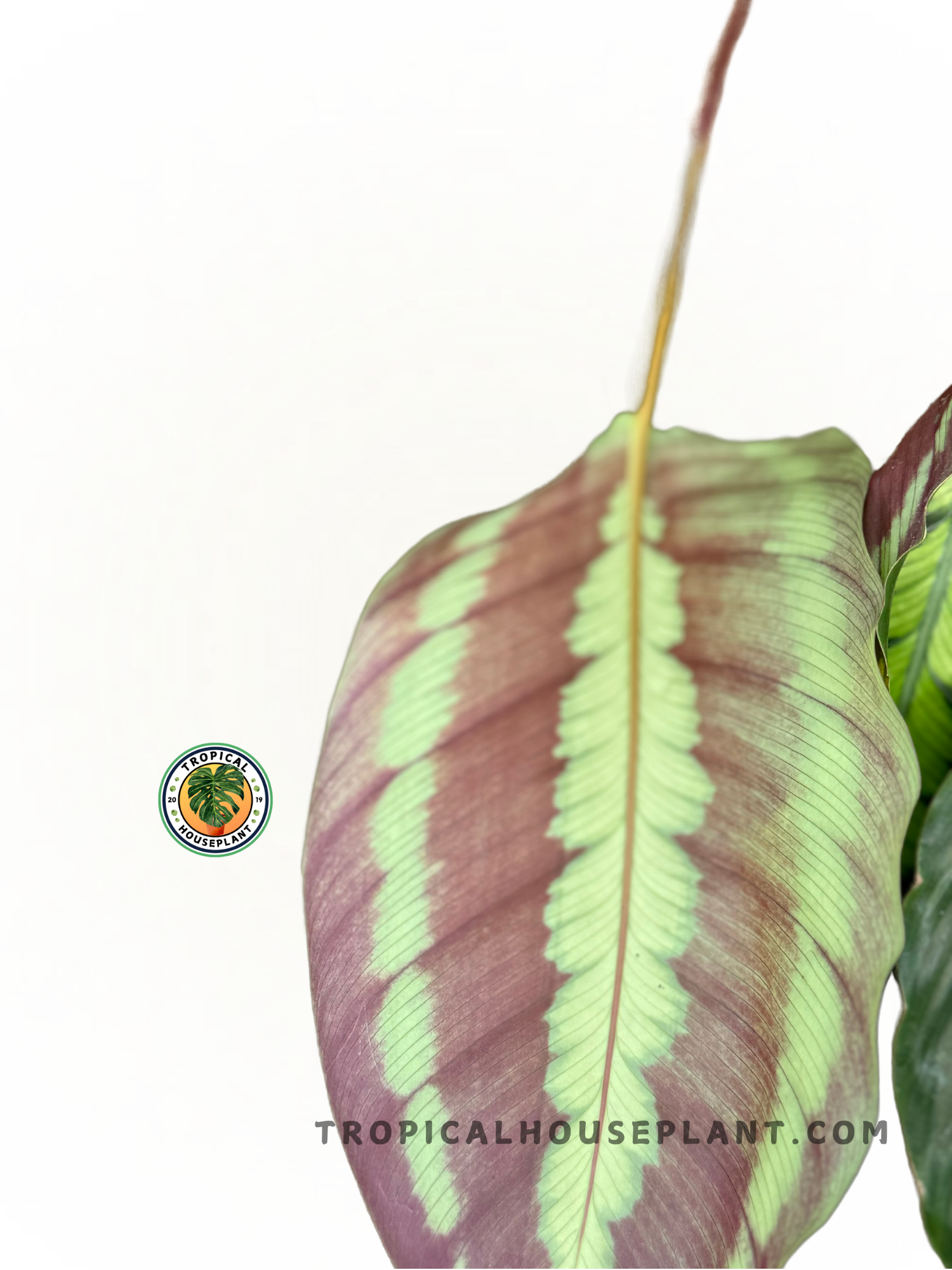 Calathea Lindeniana plant with soft green leaves and delicate silvery-white stripes.