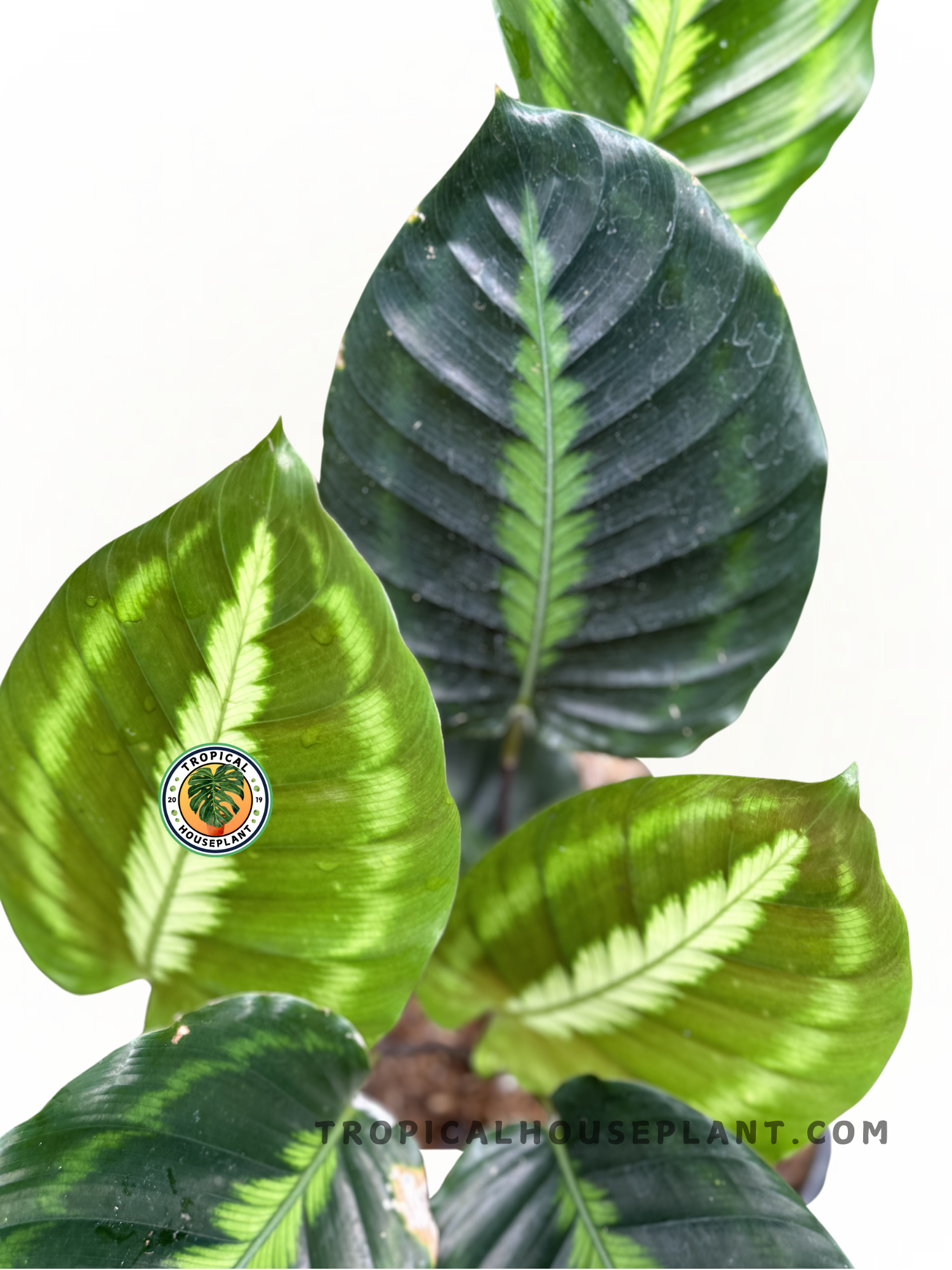 Close-up of Calathea Lindeniana foliage showcasing its intricate striped patterns.