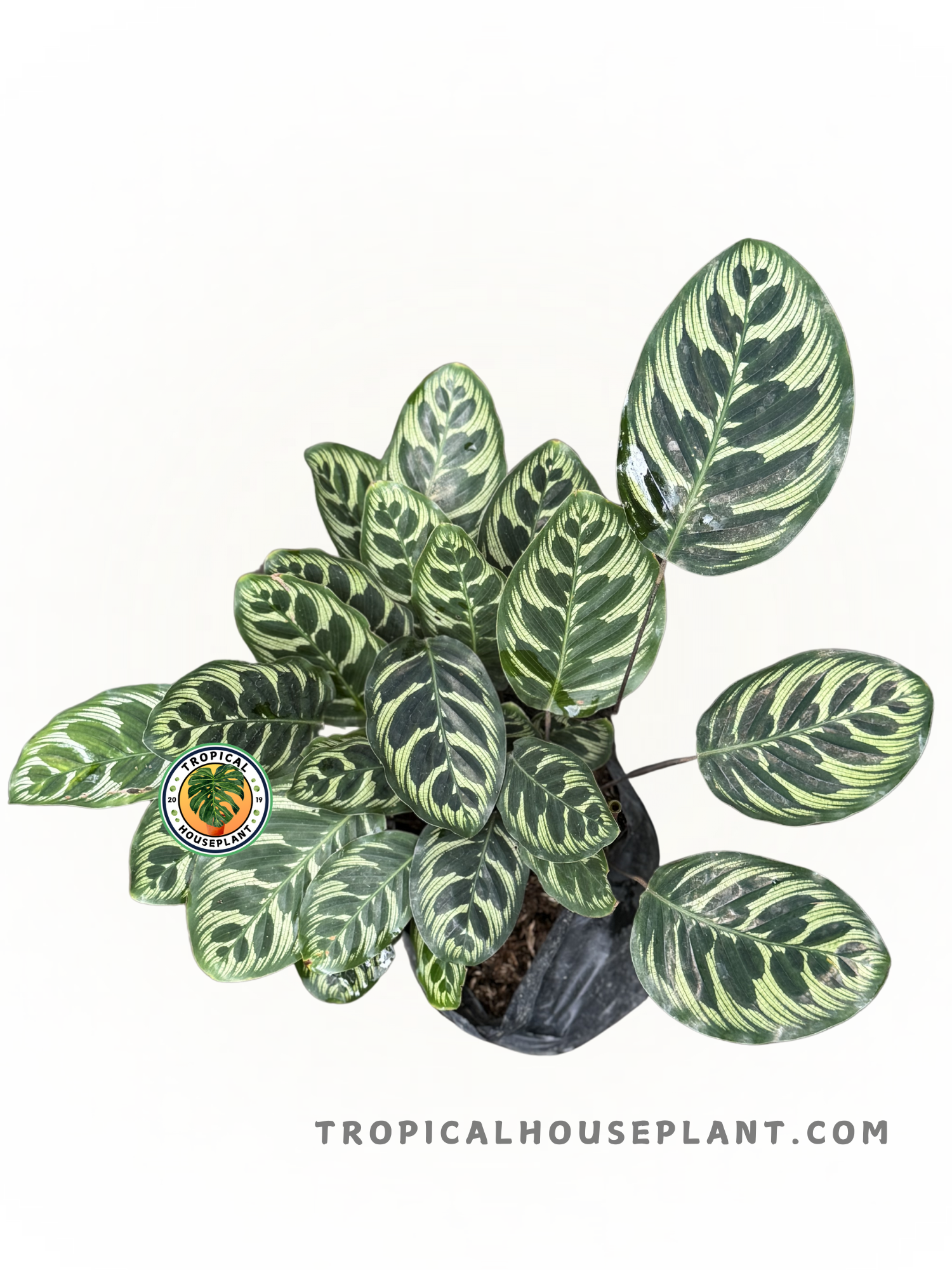 Calathea Makoyana leaves with delicate green and cream patterns and contrasting purple undersides.