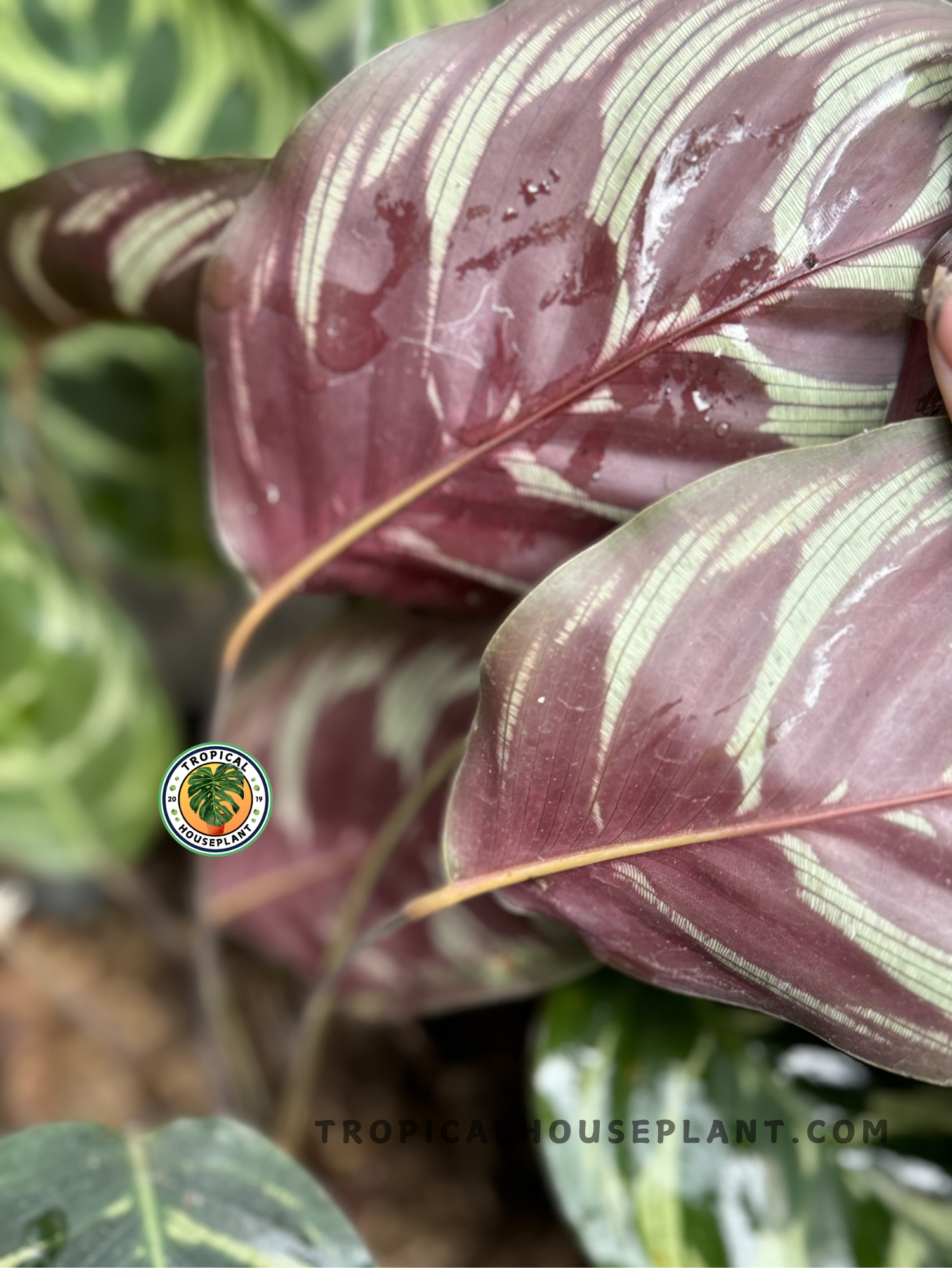 Potted Calathea Makoyana displayed indoors, highlighting its vibrant and elegant leaves.