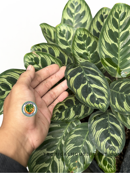 Close-up of Calathea Makoyana foliage showcasing its intricate peacock-inspired patterns.