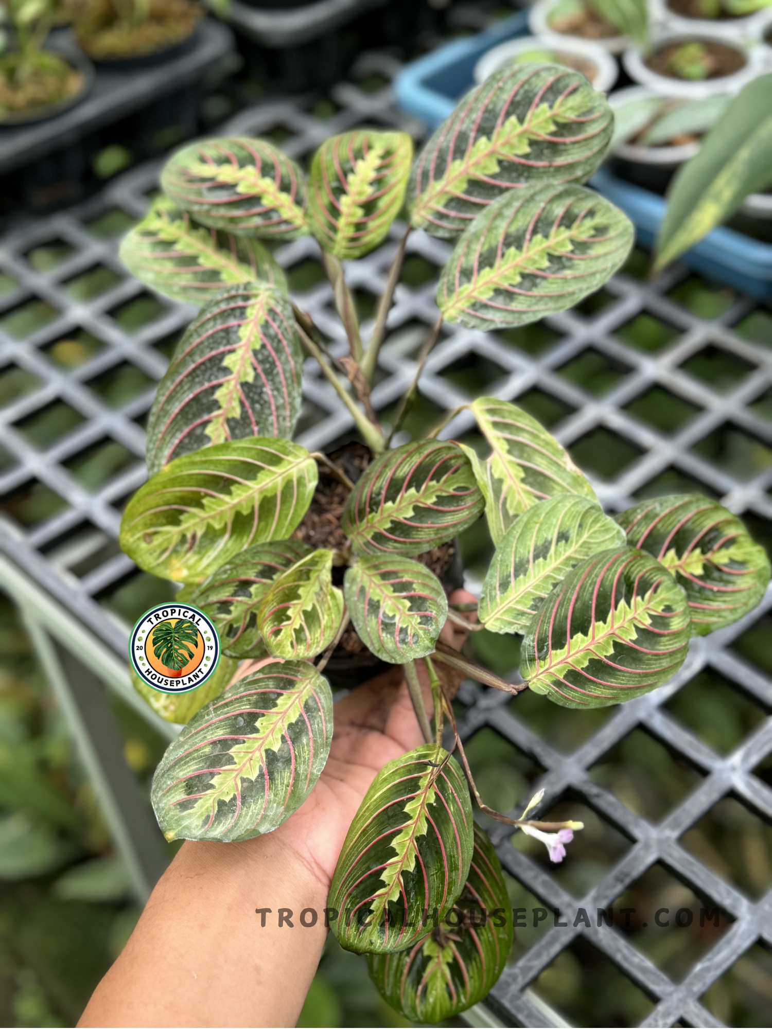 Calathea Maranta Leuconeura with vibrant green leaves featuring red and light green patterns in a decorative pot.