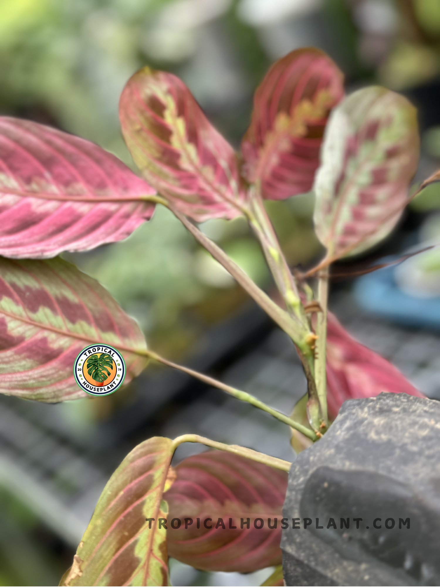 Back view of Calathea Maranta Leuconeura’s leaf, highlighting the purple and green tones on the underside.