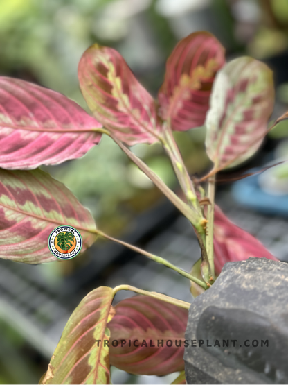 Back view of Calathea Maranta Leuconeura’s leaf, highlighting the purple and green tones on the underside.