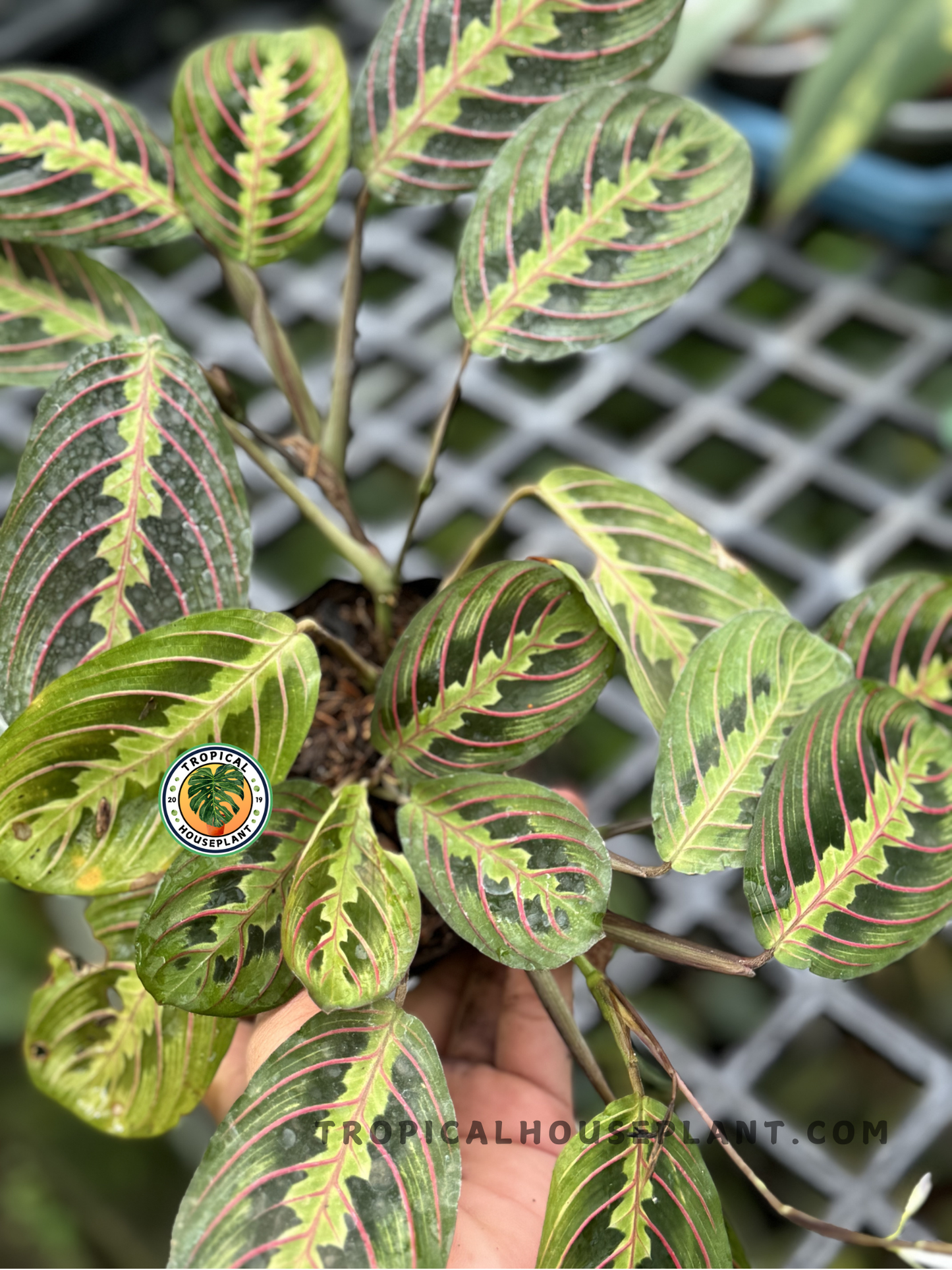 Close-up of Calathea Maranta Leuconeura’s vibrant leaves, showcasing its striking red and green markings.