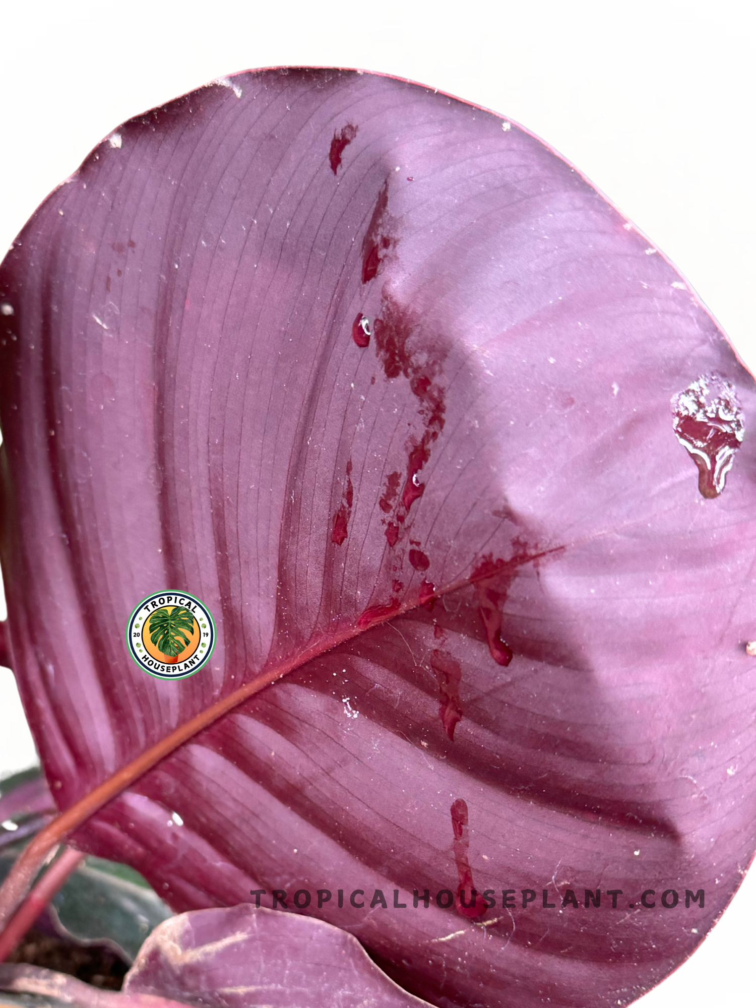 Back view of Calathea Marion, highlighting the rich purple undertones of the foliage.